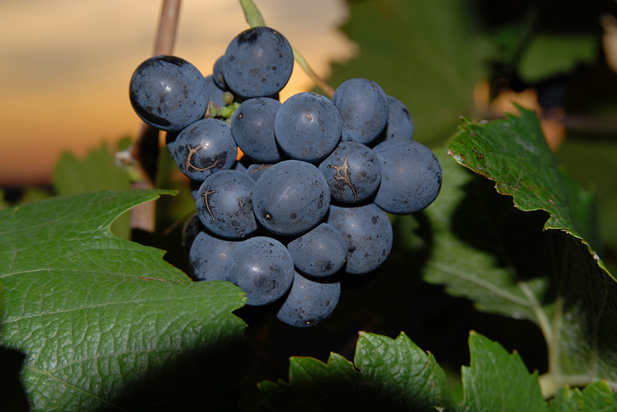 Blaue Weintraube im Weingarte Richard Goldenits